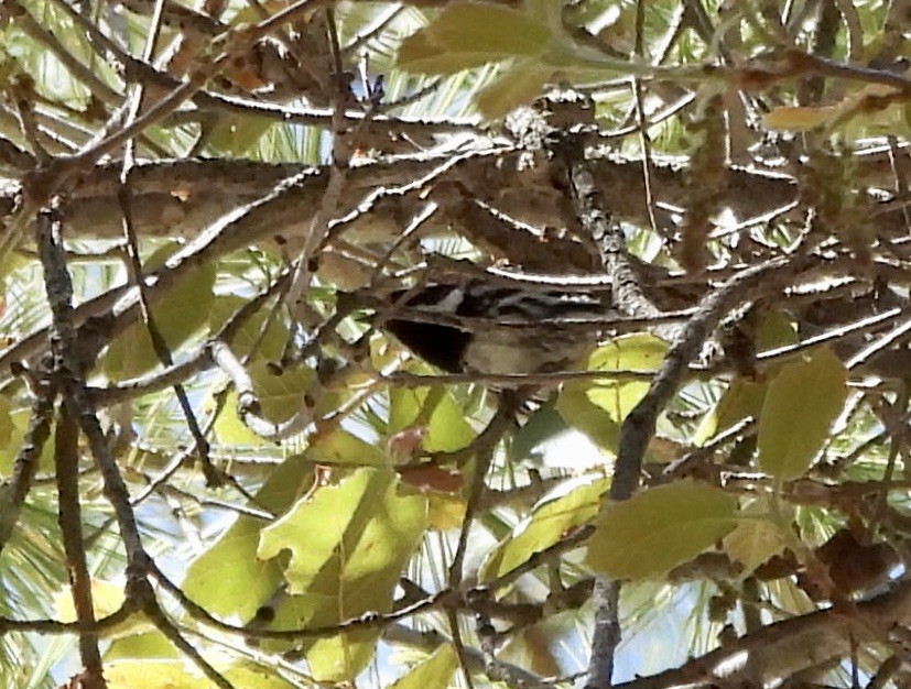 Black-throated Gray Warbler - ML620082538