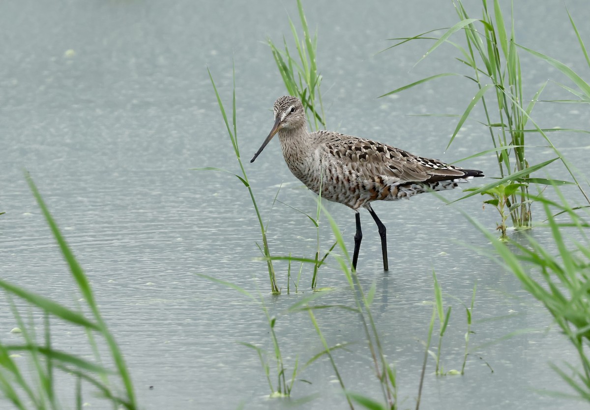 Hudsonian Godwit - ML620082546