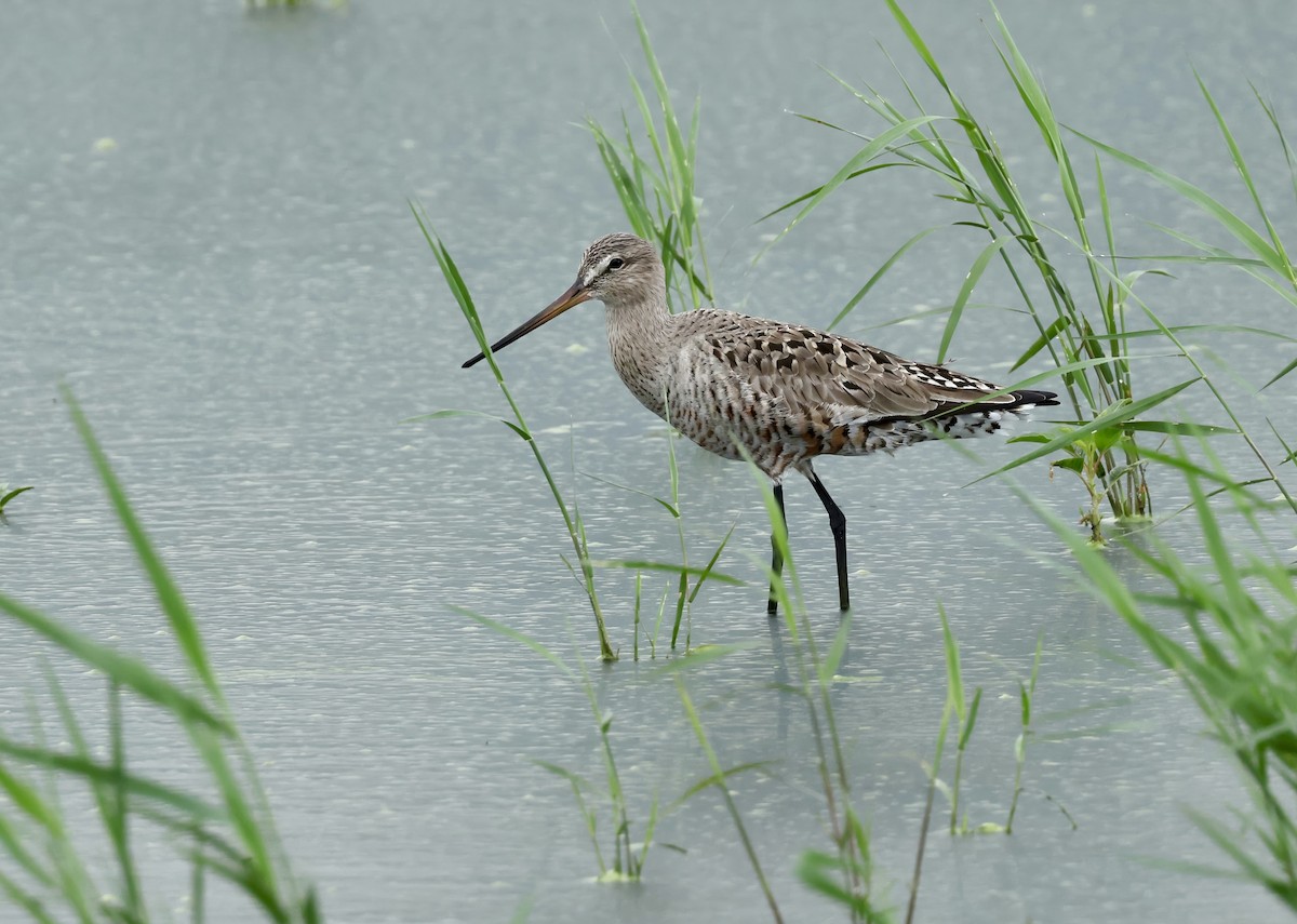 Hudsonian Godwit - ML620082547