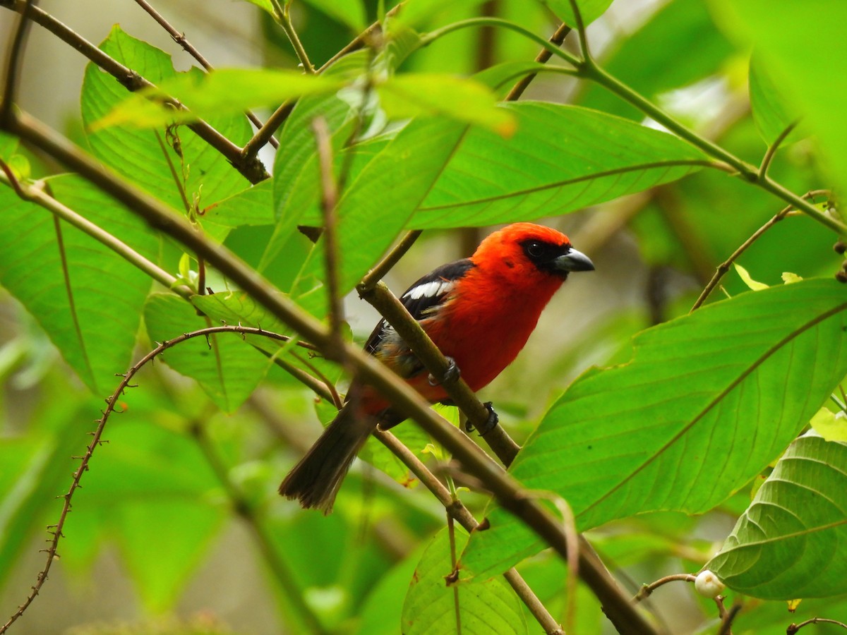 White-winged Tanager - ML620082549