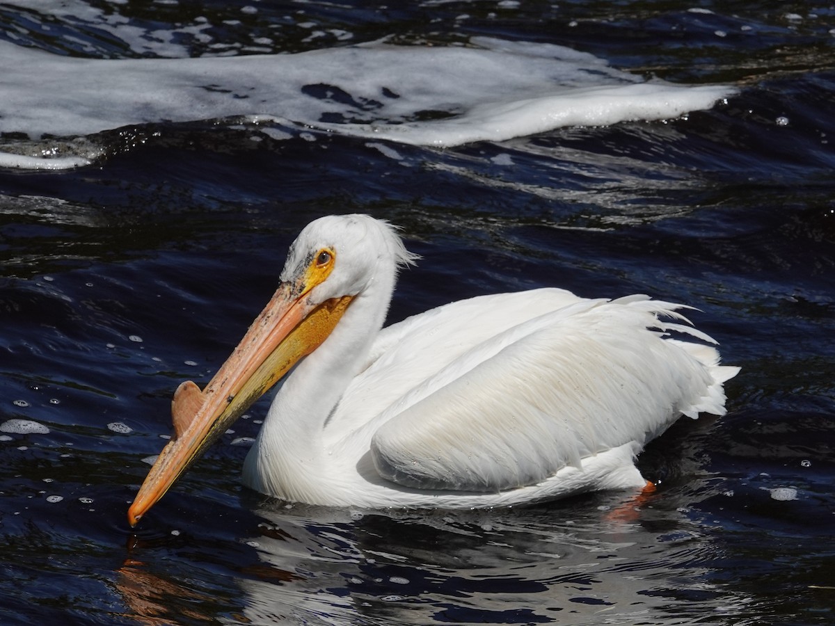 pelikán severoamerický - ML620082550