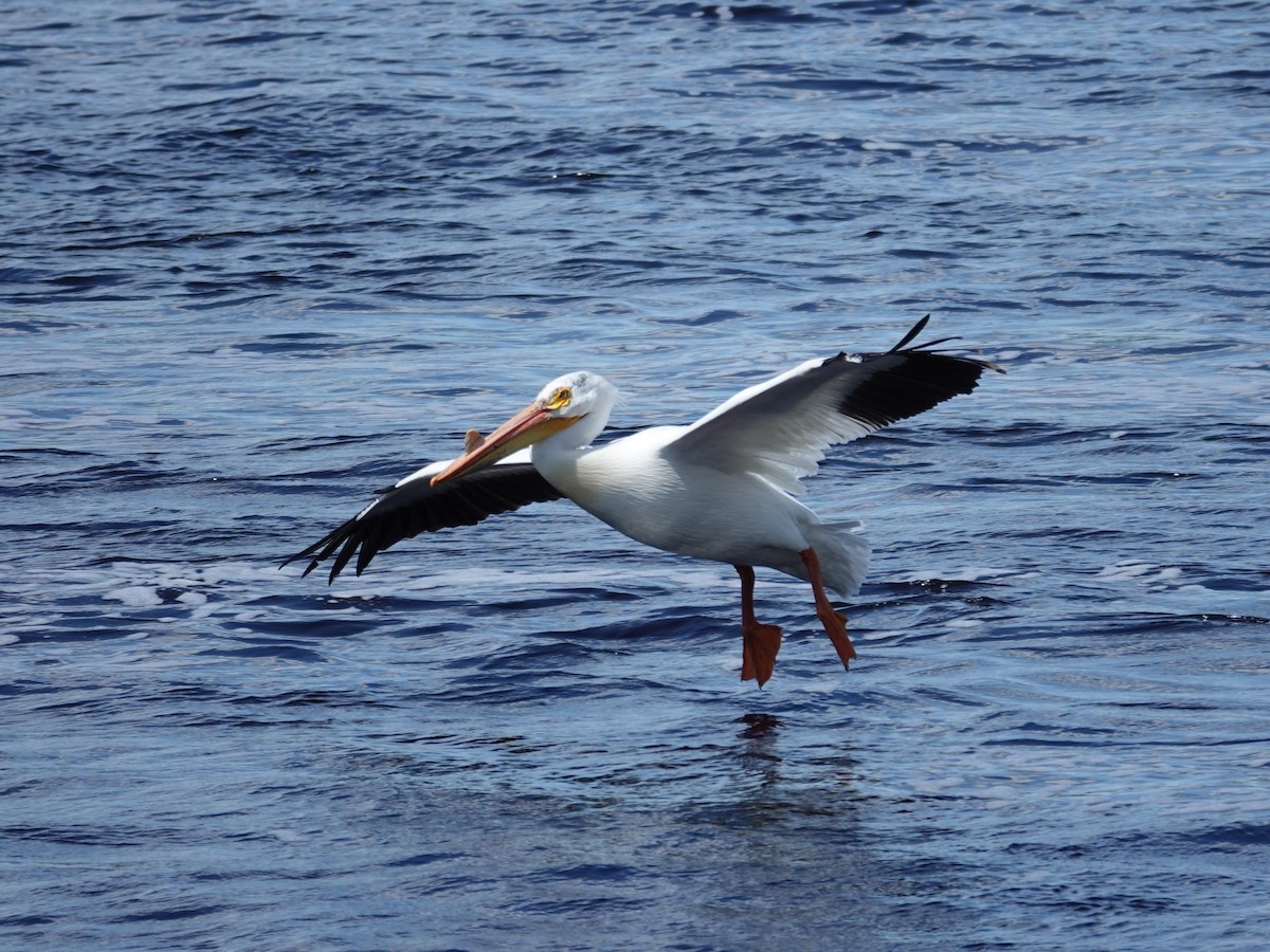 pelikán severoamerický - ML620082552