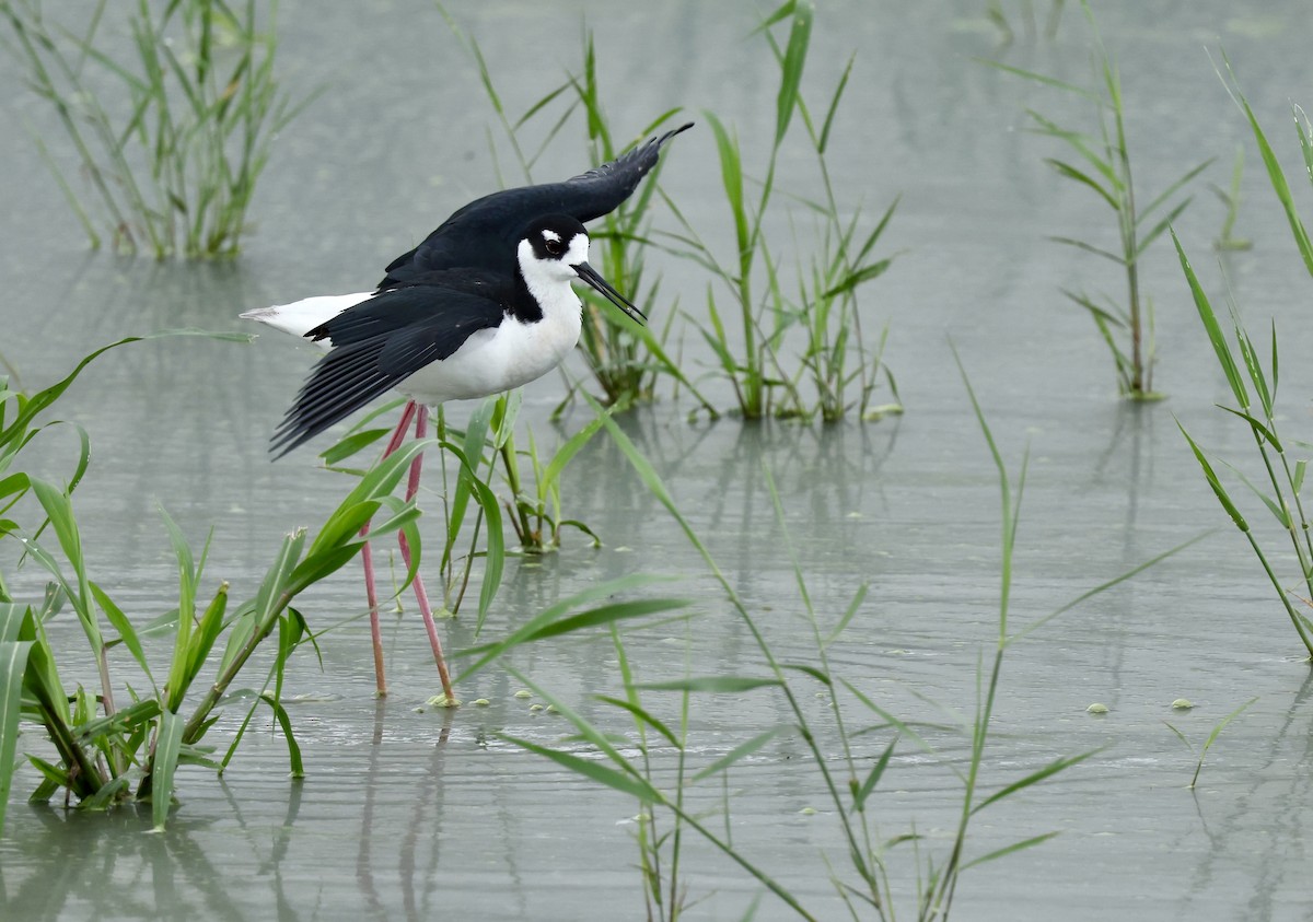 Black-necked Stilt - ML620082566