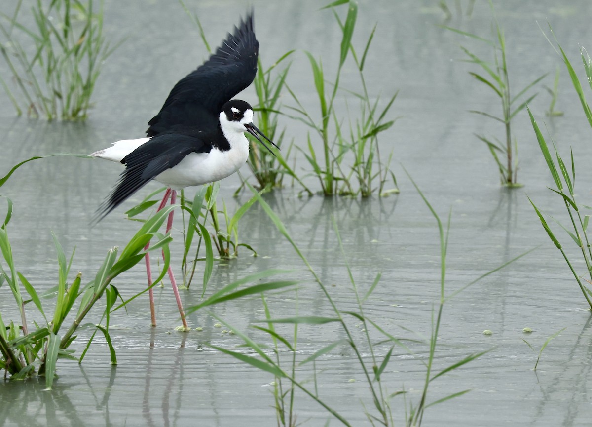 Black-necked Stilt - ML620082567