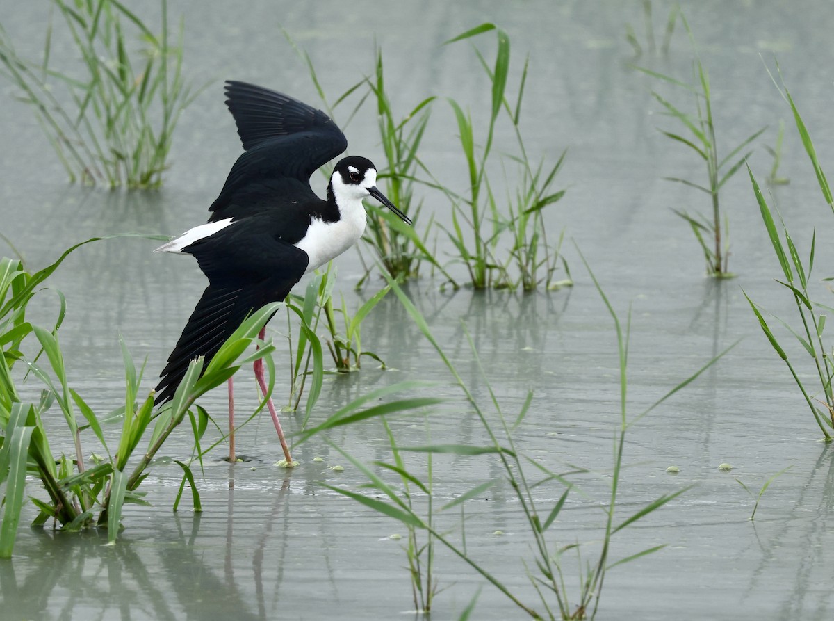 Black-necked Stilt - ML620082568