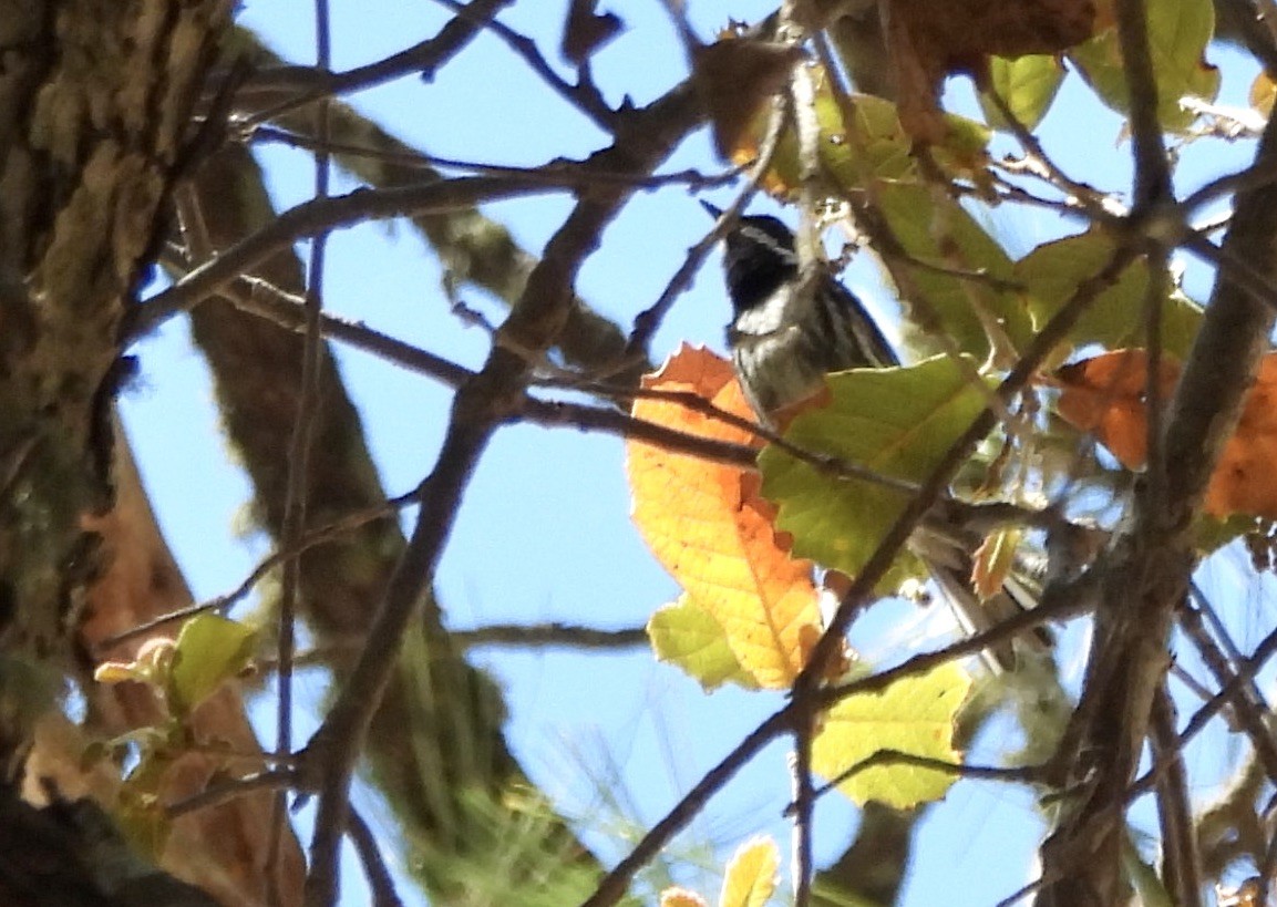 Black-throated Gray Warbler - ML620082570