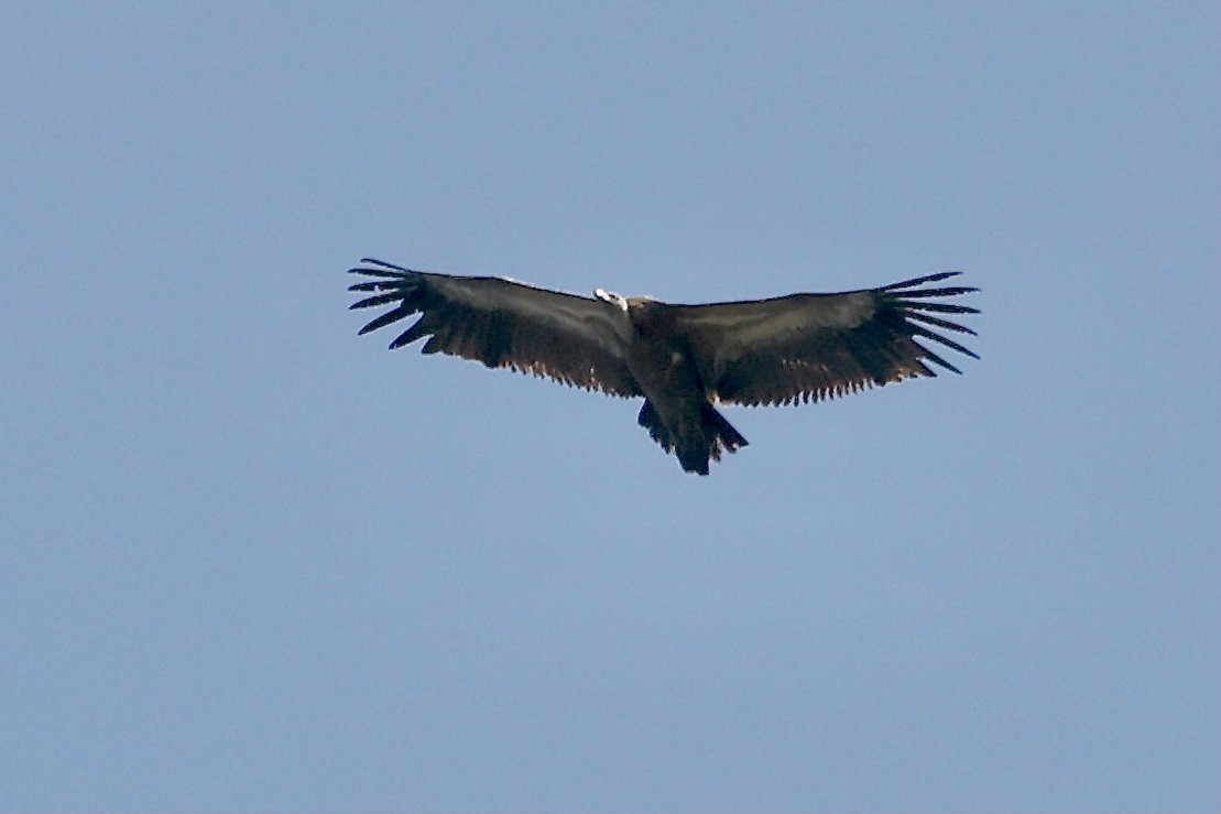 נשר מקראי - ML620082572