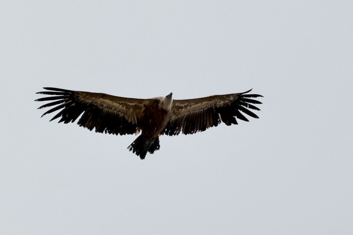 Eurasian Griffon - ML620082573