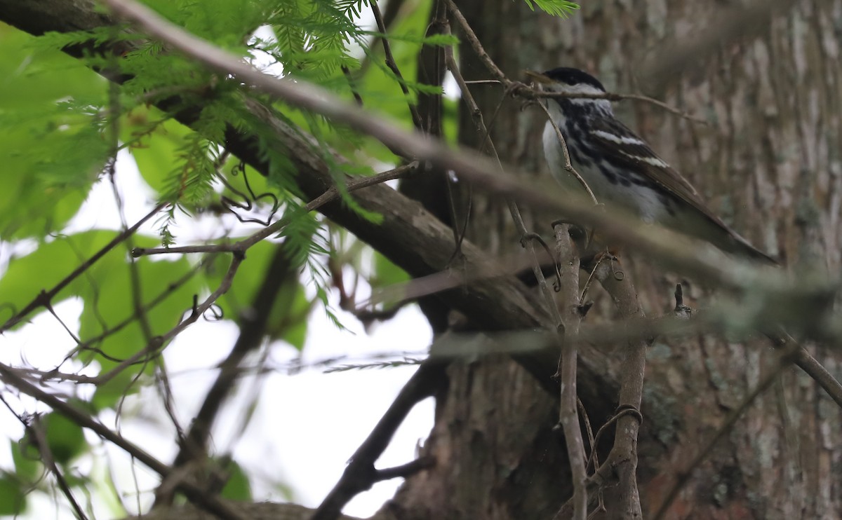 Blackpoll Warbler - ML620082582