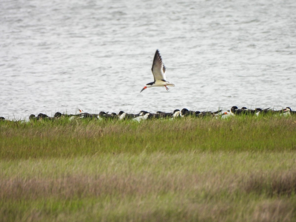 Black Skimmer - ML620082584