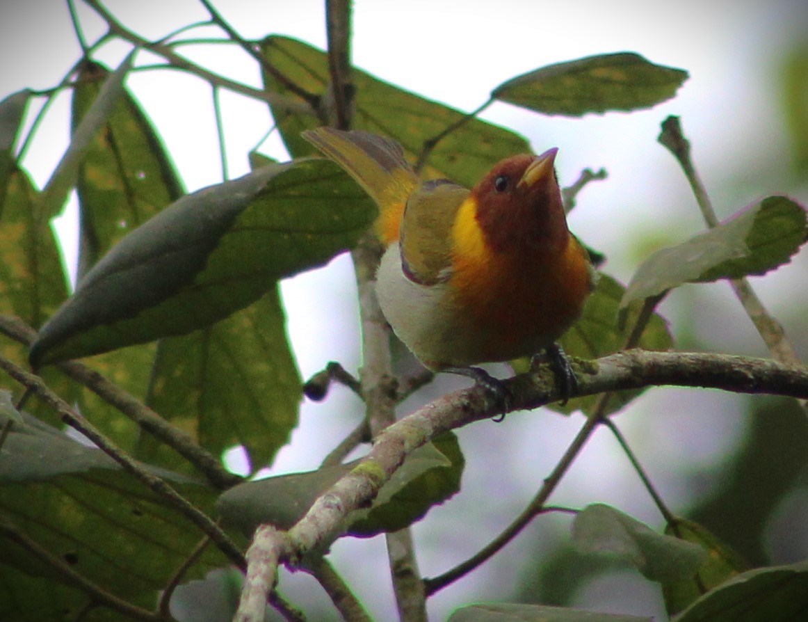 Rufous-headed Tanager - ML620082587