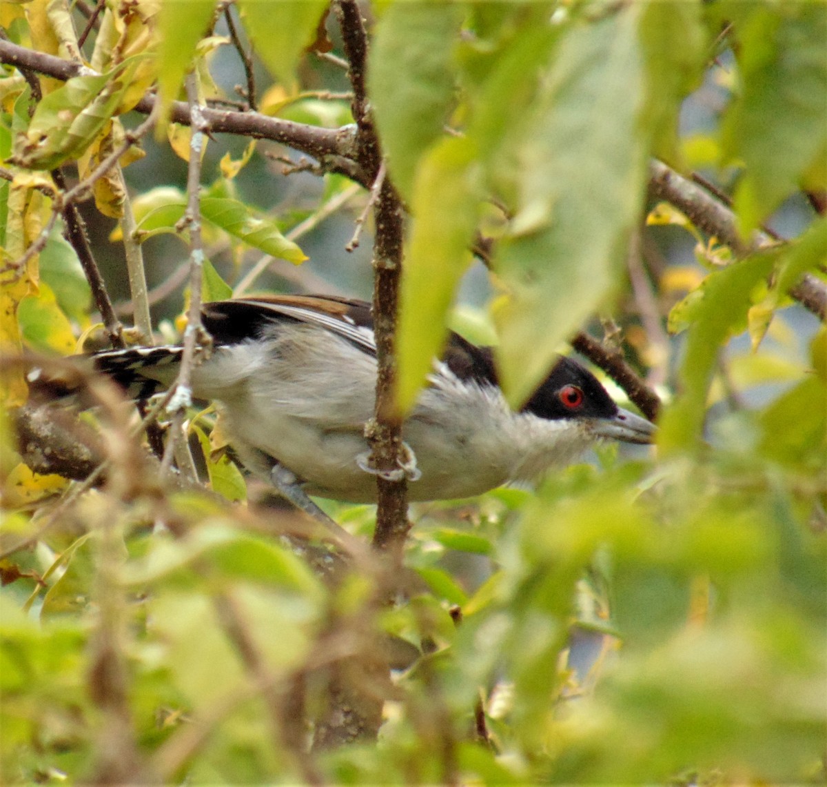 Great Antshrike - ML620082589