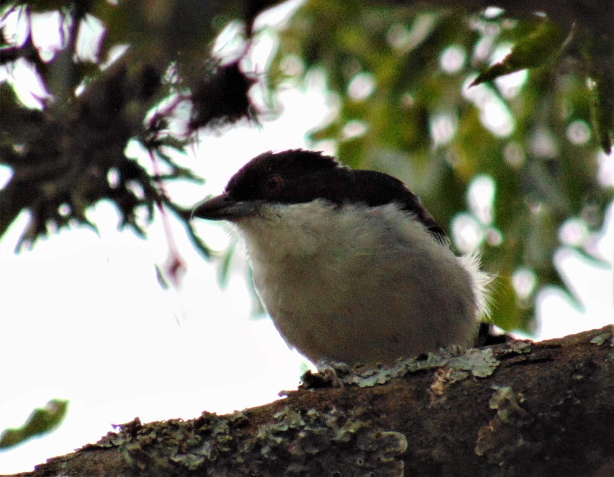 Great Antshrike - ML620082590