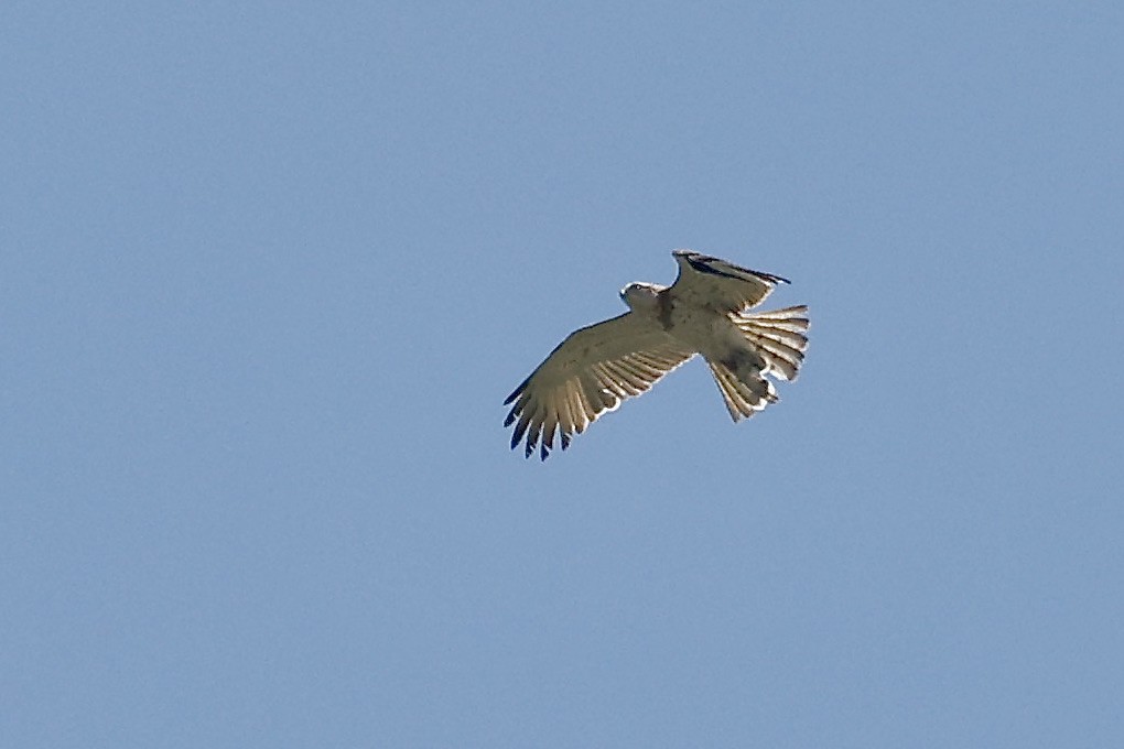 Short-toed Snake-Eagle - ML620082597