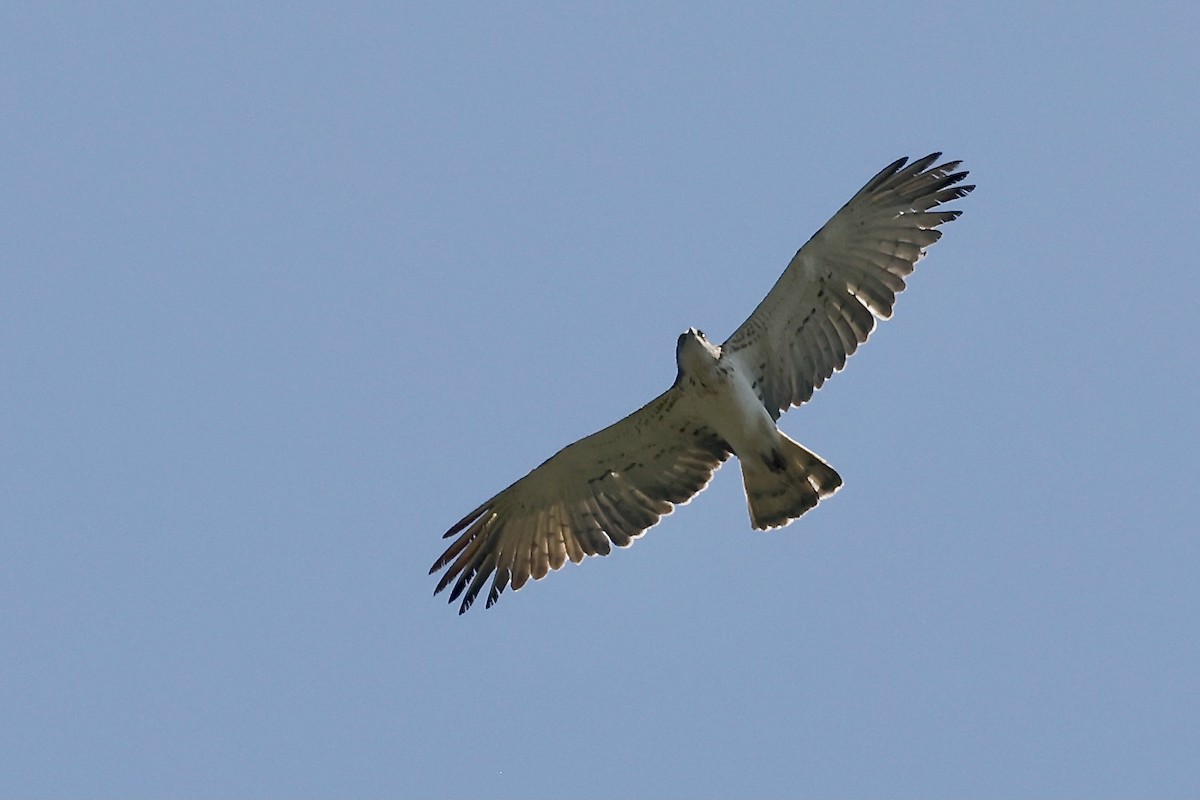 Short-toed Snake-Eagle - ML620082600