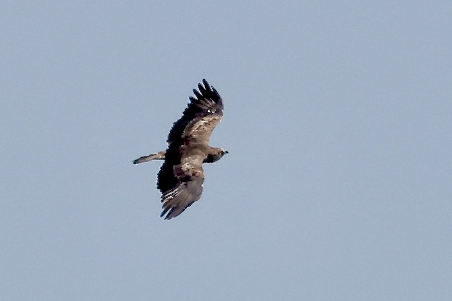 Short-toed Snake-Eagle - ML620082601