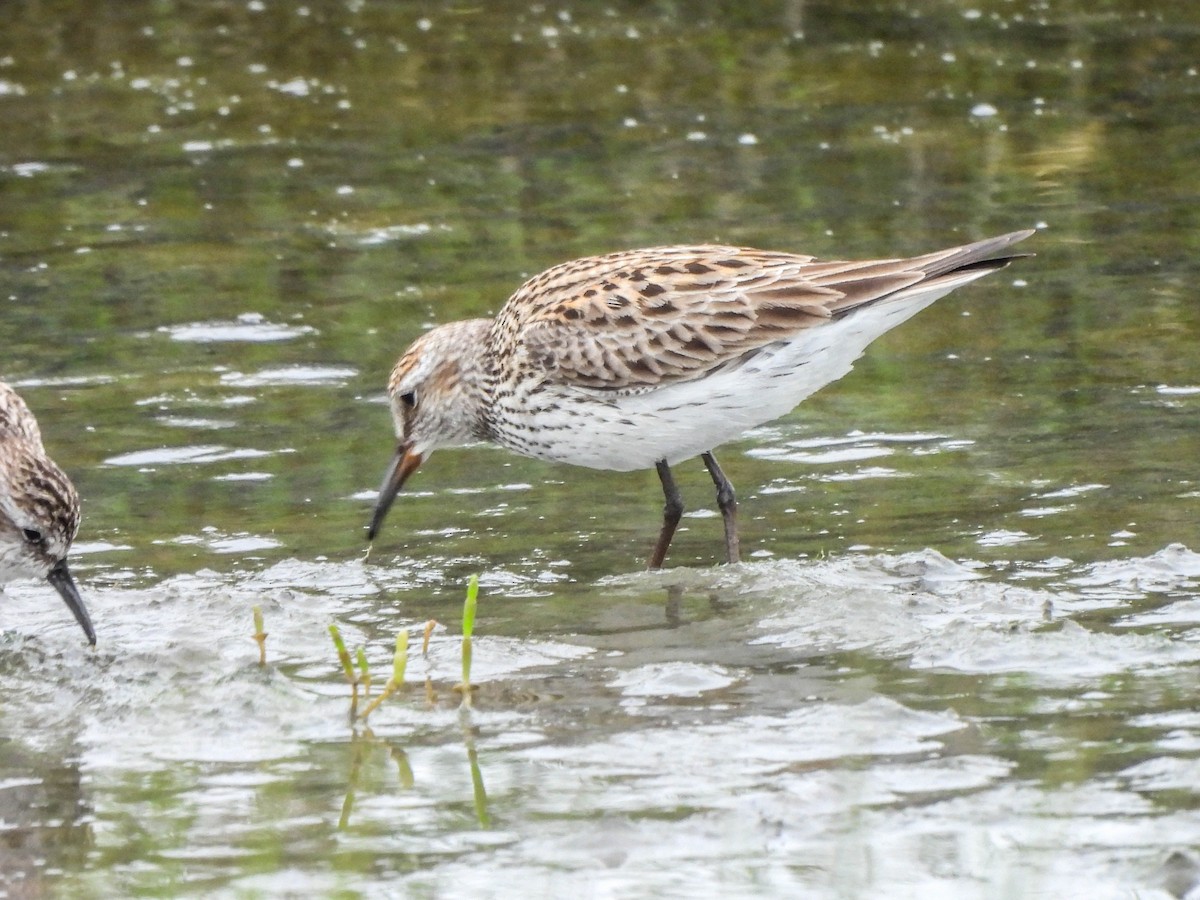 White-rumped Sandpiper - ML620082607