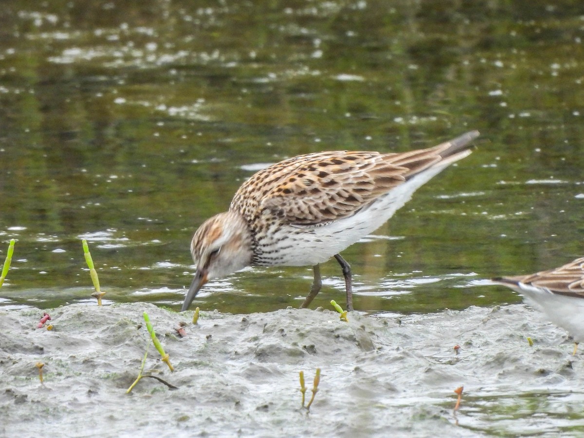 White-rumped Sandpiper - ML620082608