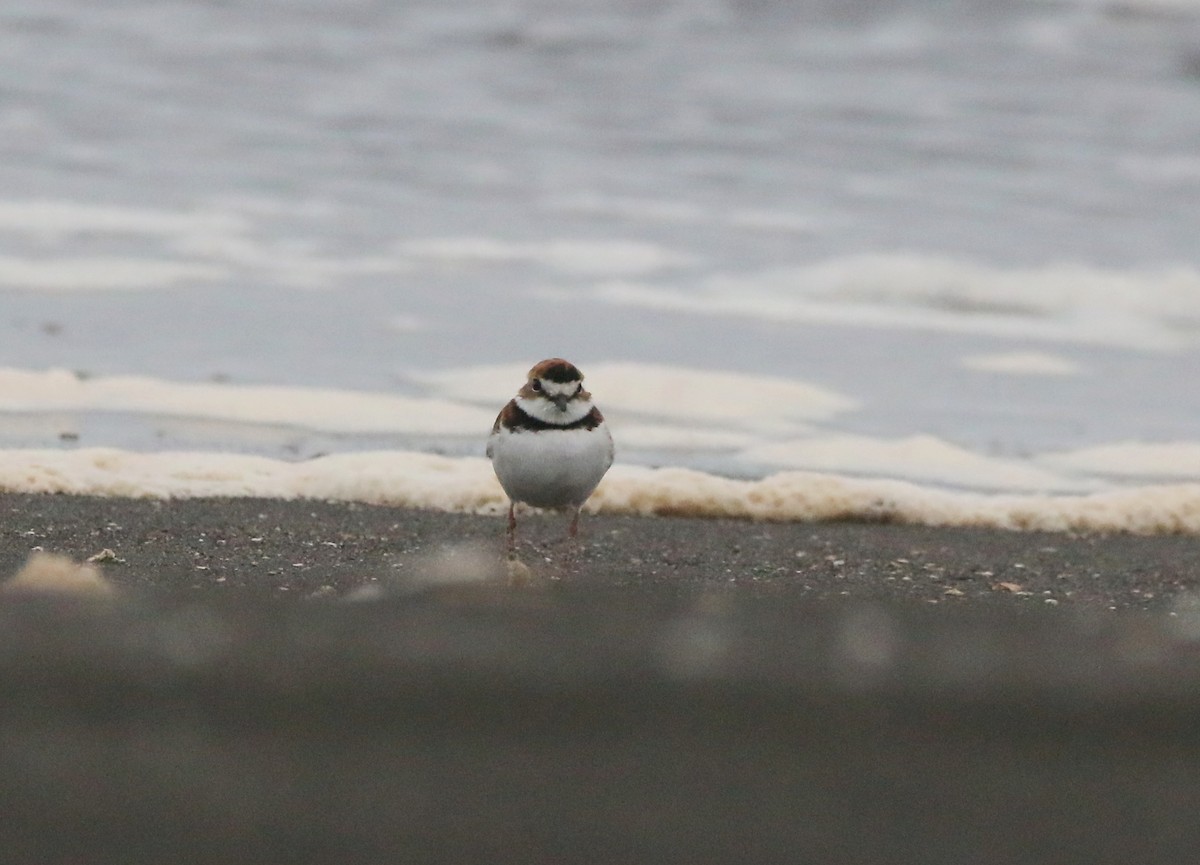 Collared Plover - ML620082622