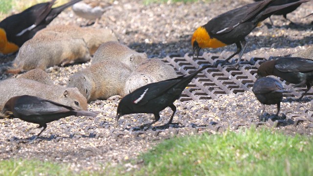 Tricolored Blackbird - ML620082623