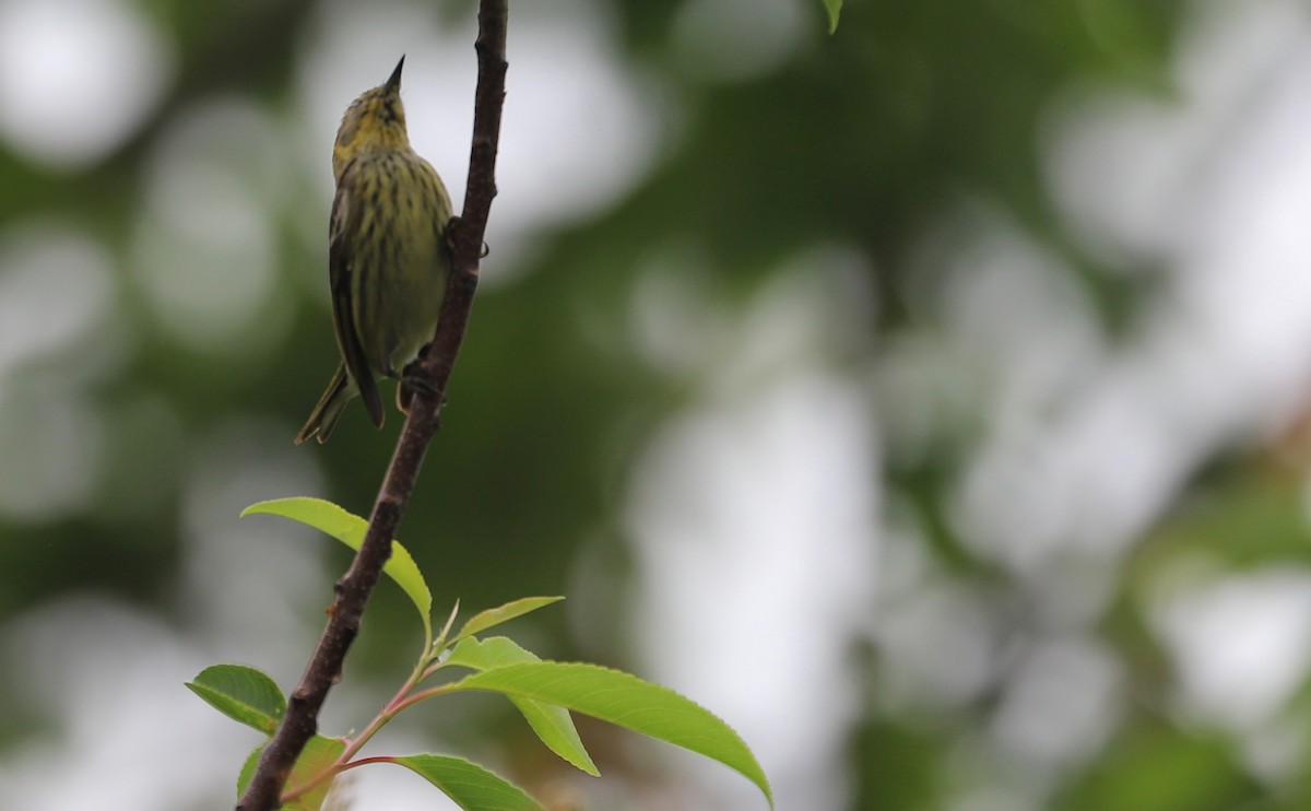 Cape May Warbler - ML620082635