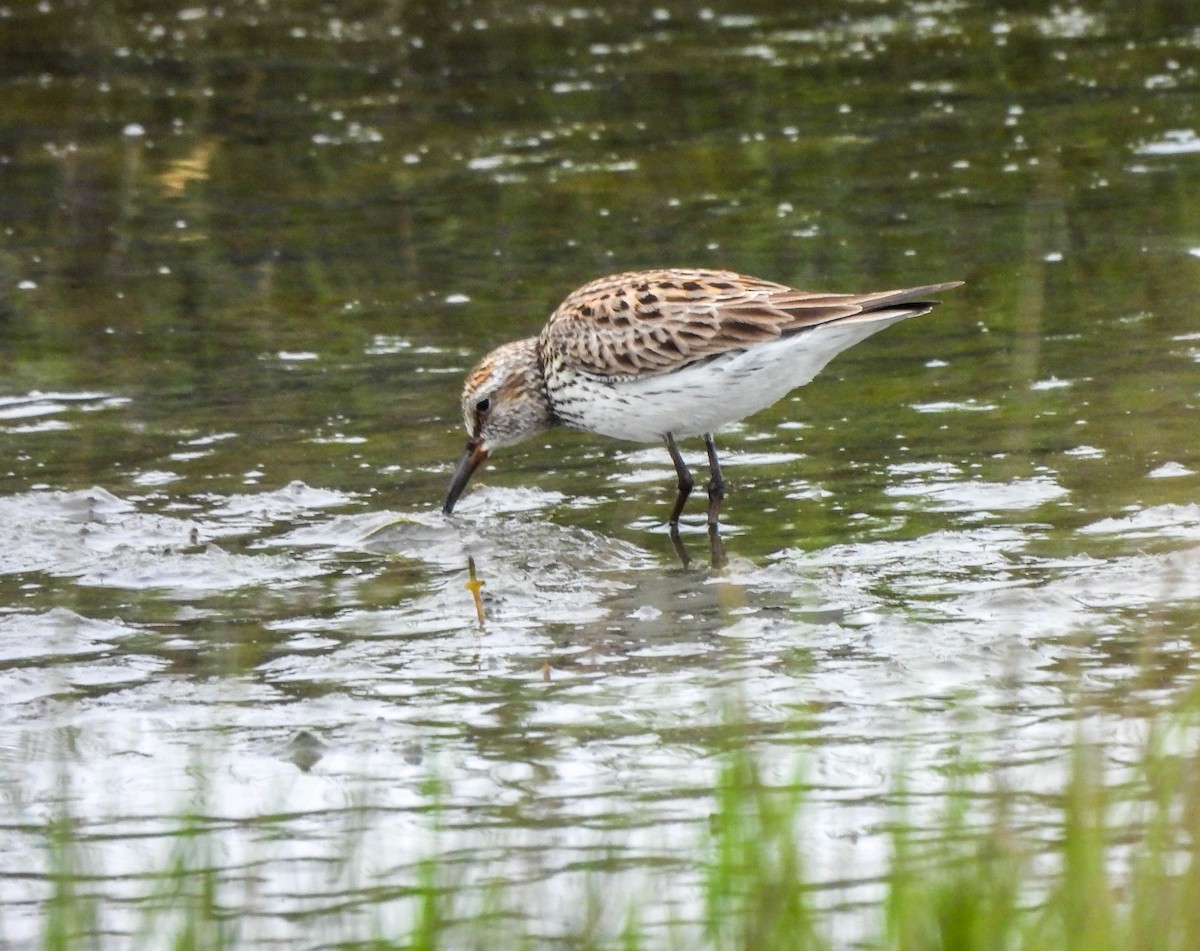 White-rumped Sandpiper - Susan Brauning