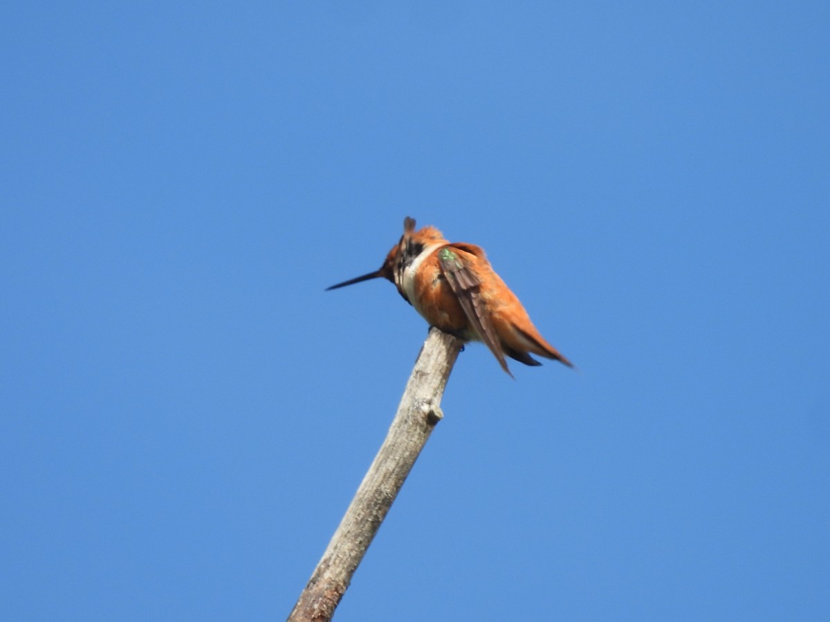 Rufous Hummingbird - ML620082639