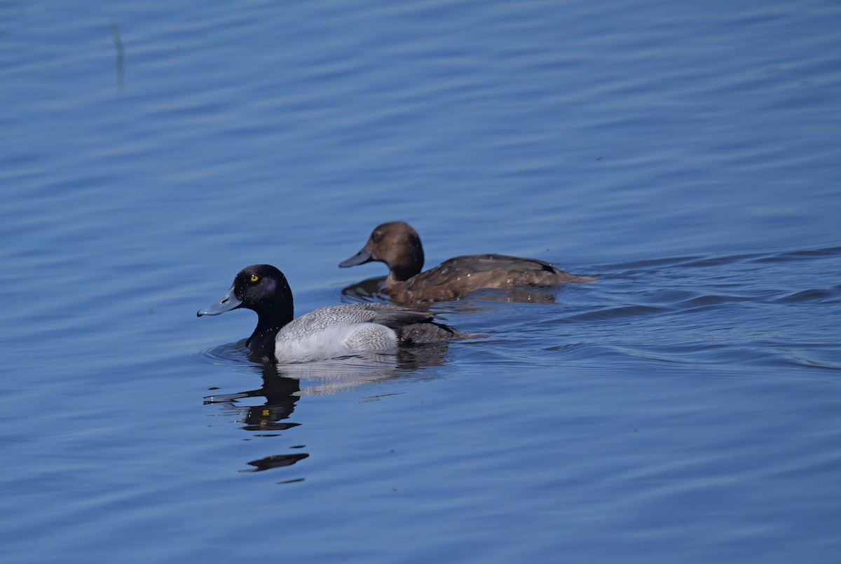 Greater Scaup - ML620082643