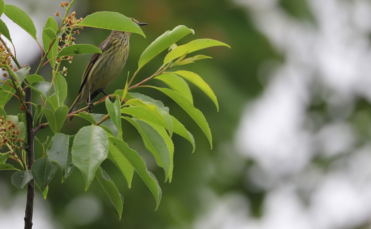 Cape May Warbler - ML620082644
