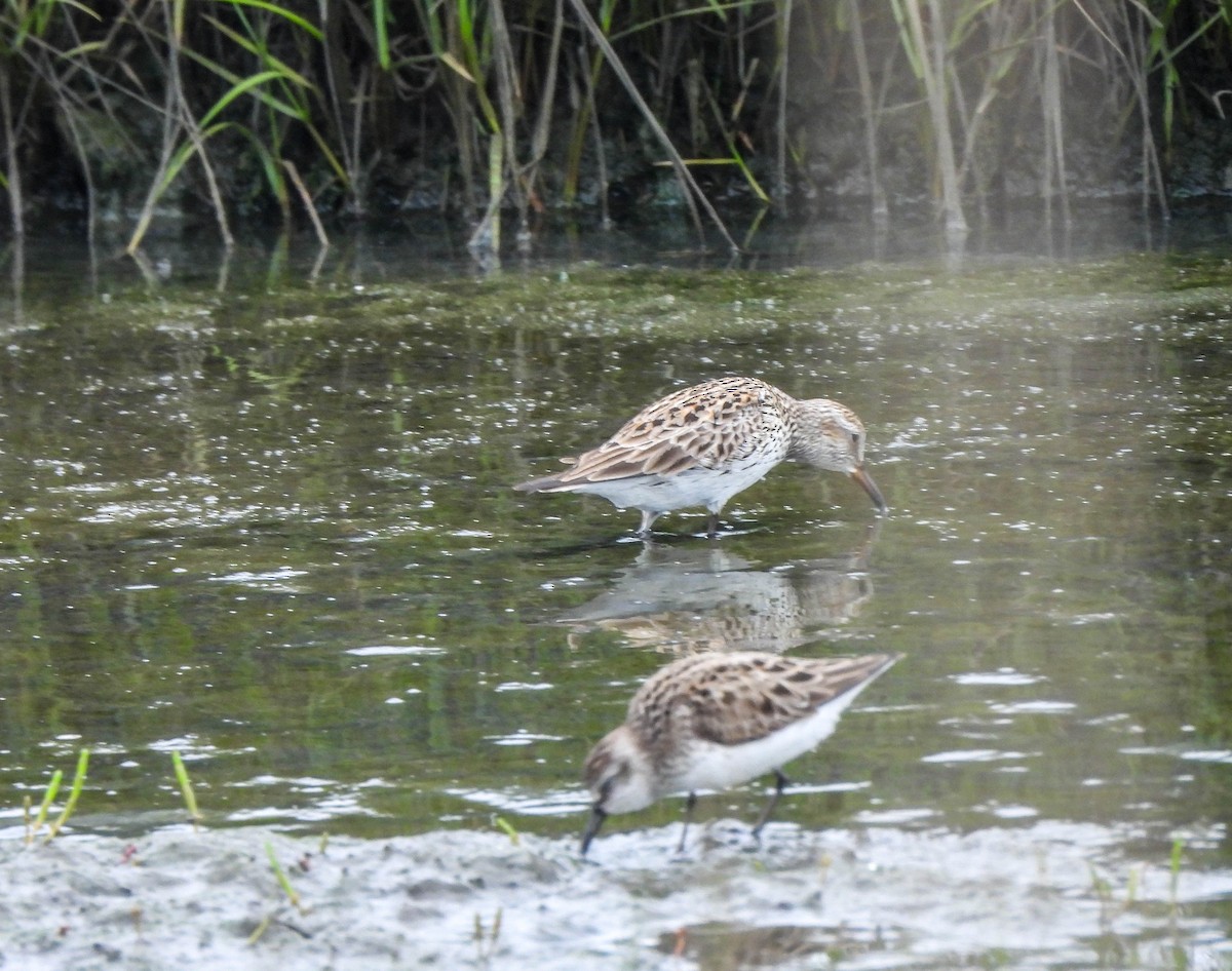 White-rumped Sandpiper - ML620082645