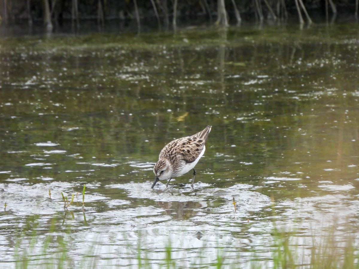 Semipalmated Sandpiper - Susan Brauning