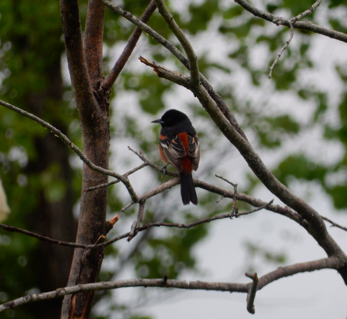Orchard Oriole - ML620082656