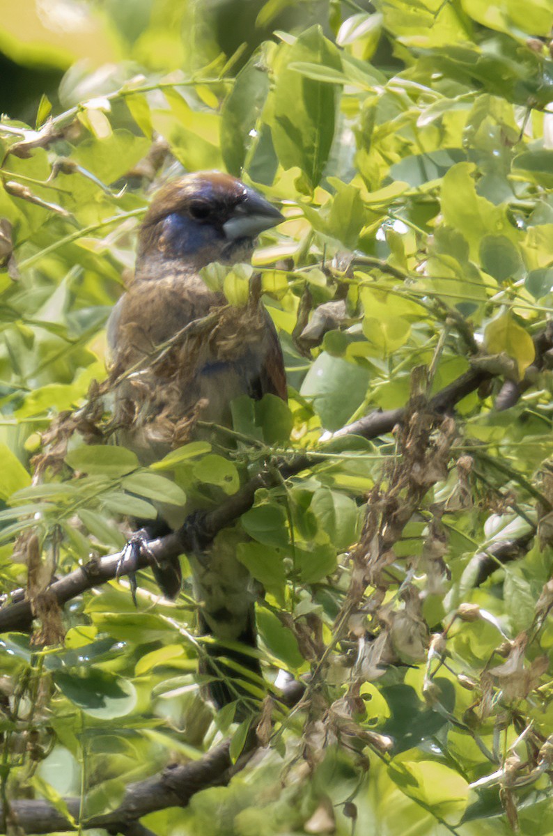 Blue Grosbeak - ML620082668