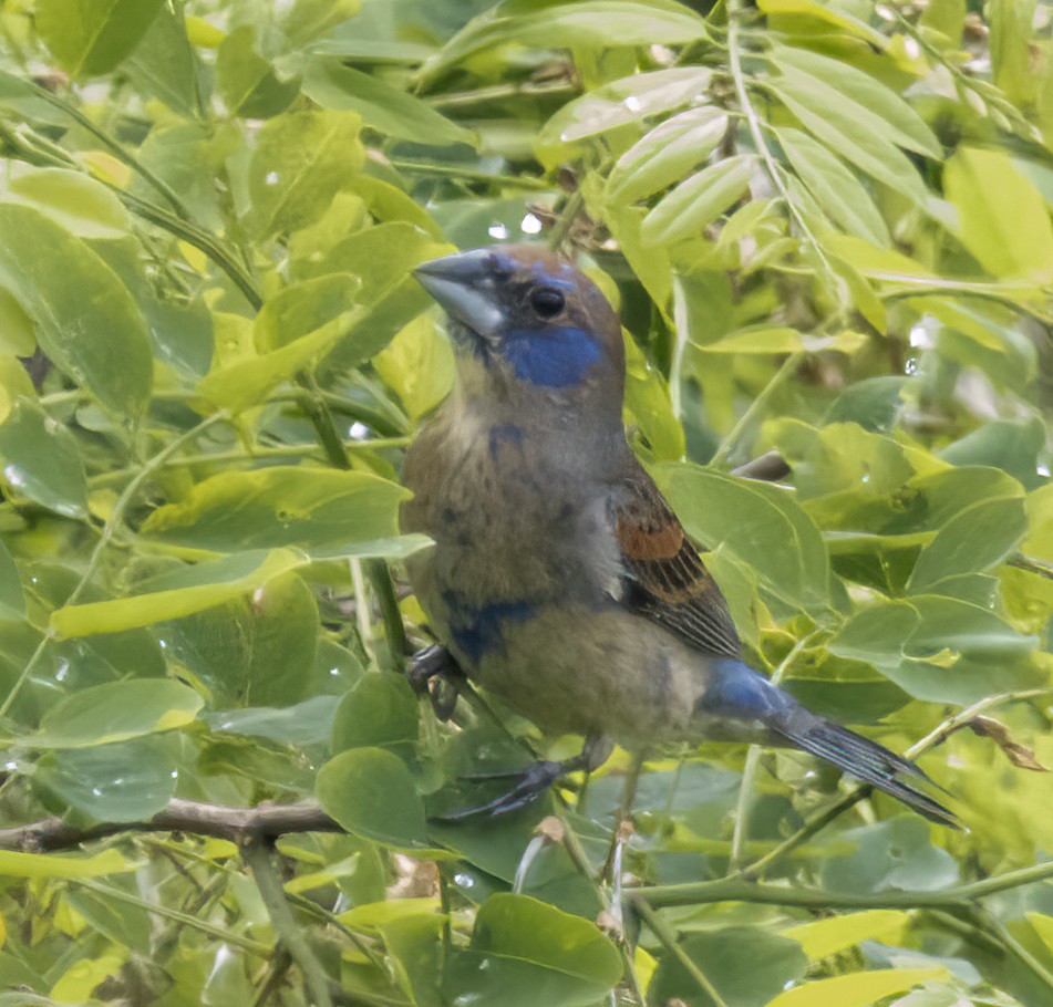 Blue Grosbeak - ML620082669