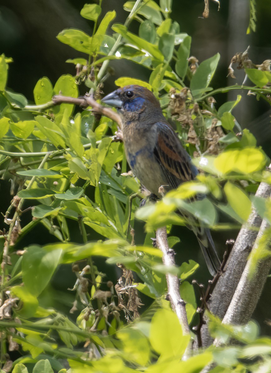 blåtykknebb - ML620082670