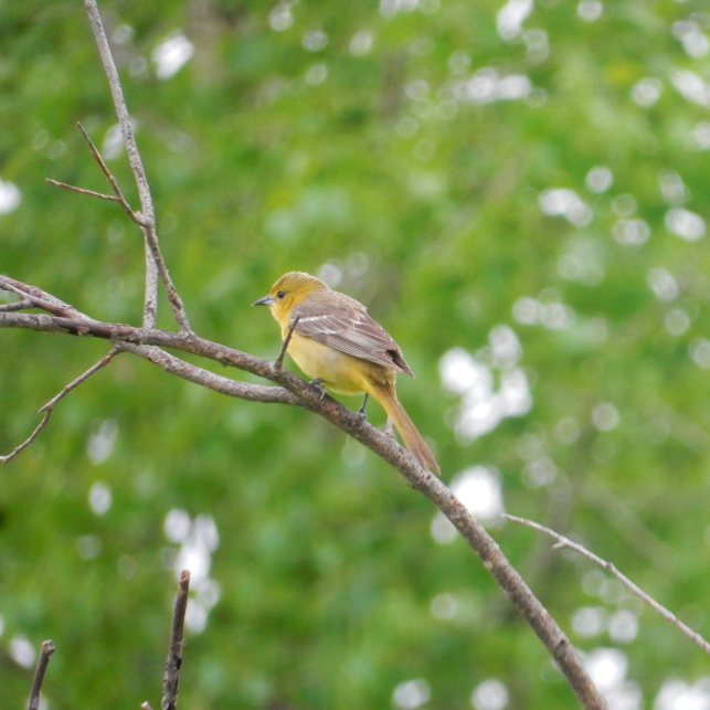 Orchard Oriole - ML620082671