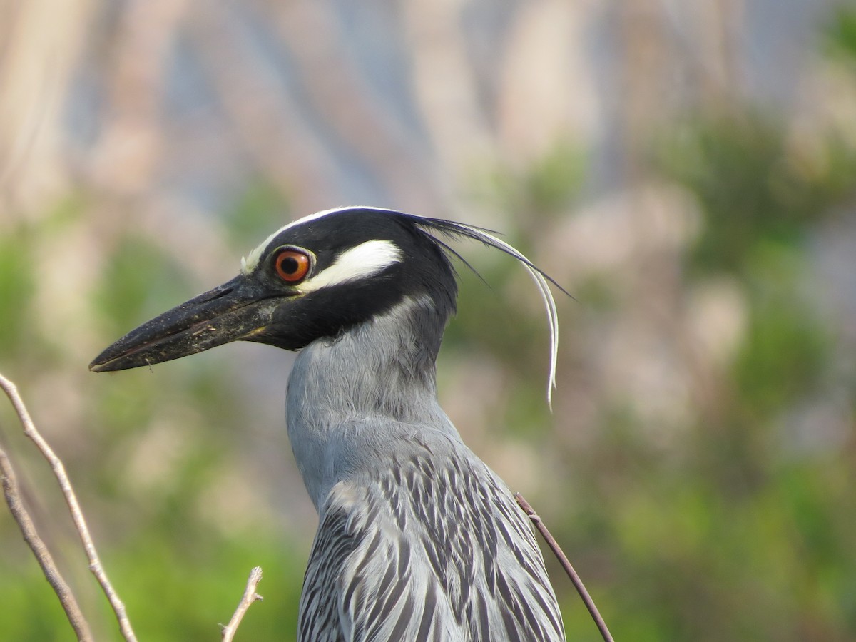 Yellow-crowned Night Heron - ML620082672