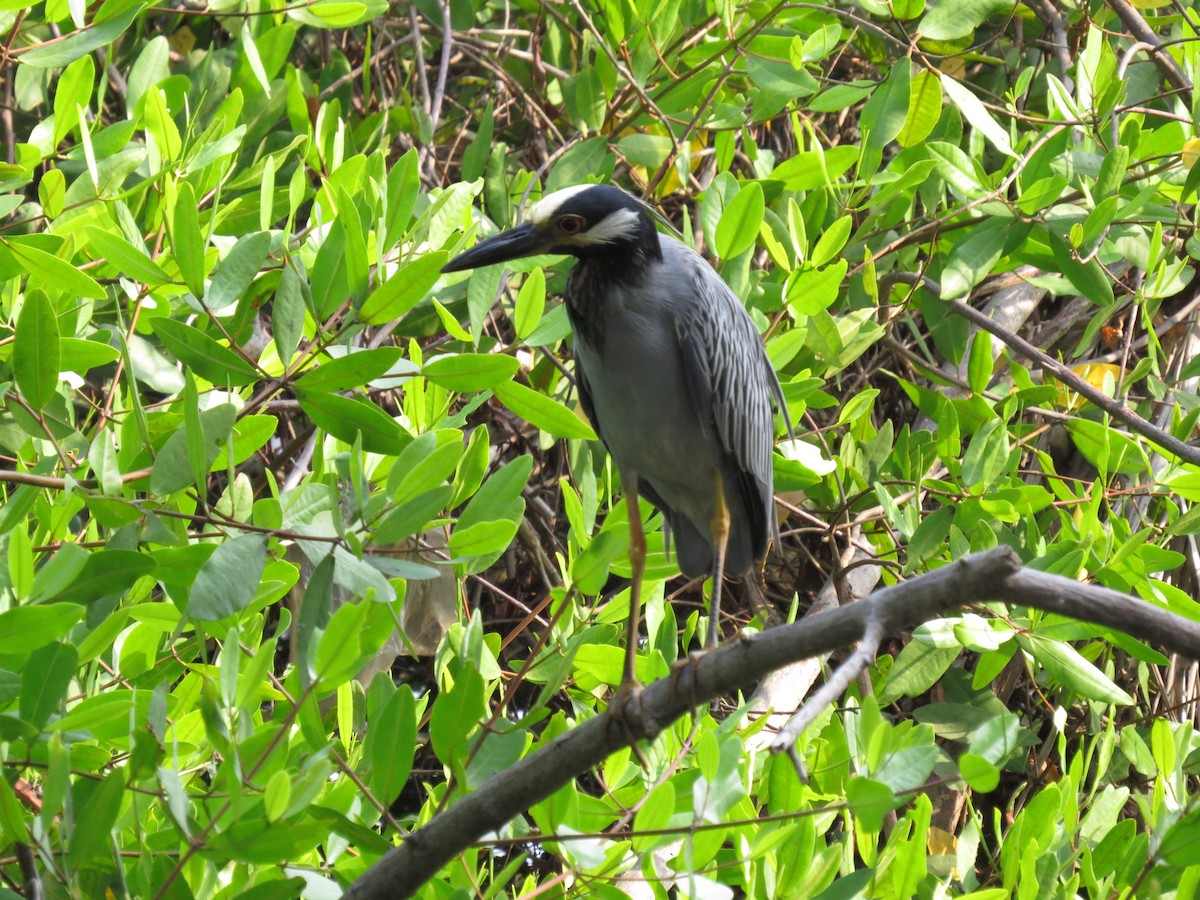 Yellow-crowned Night Heron - ML620082674