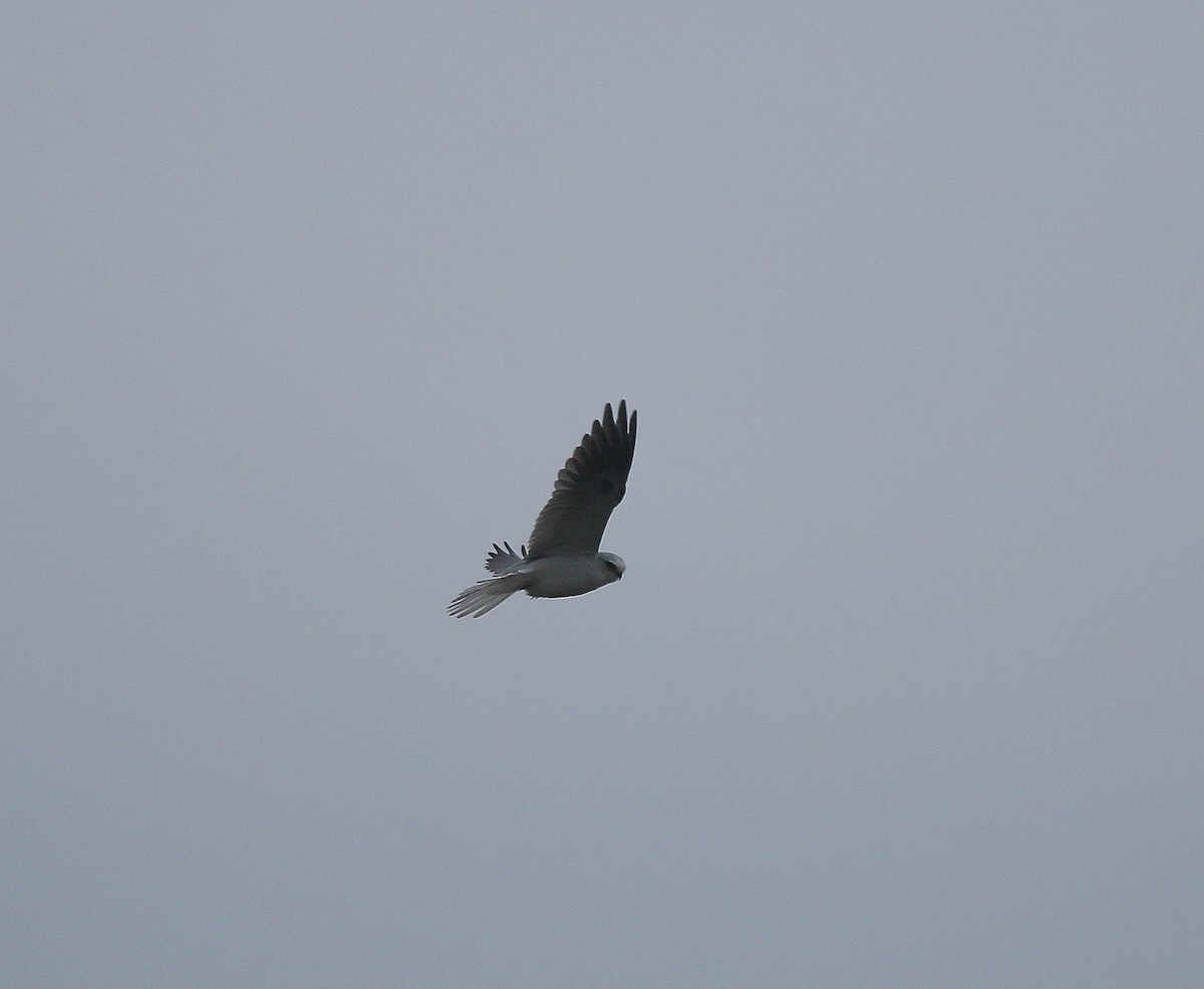 White-tailed Kite - ML620082691