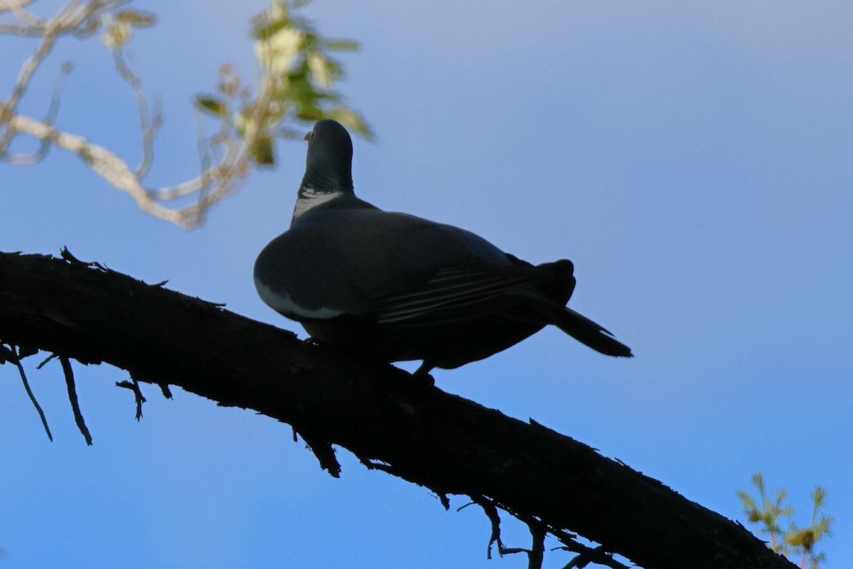 Common Wood-Pigeon - ML620082692