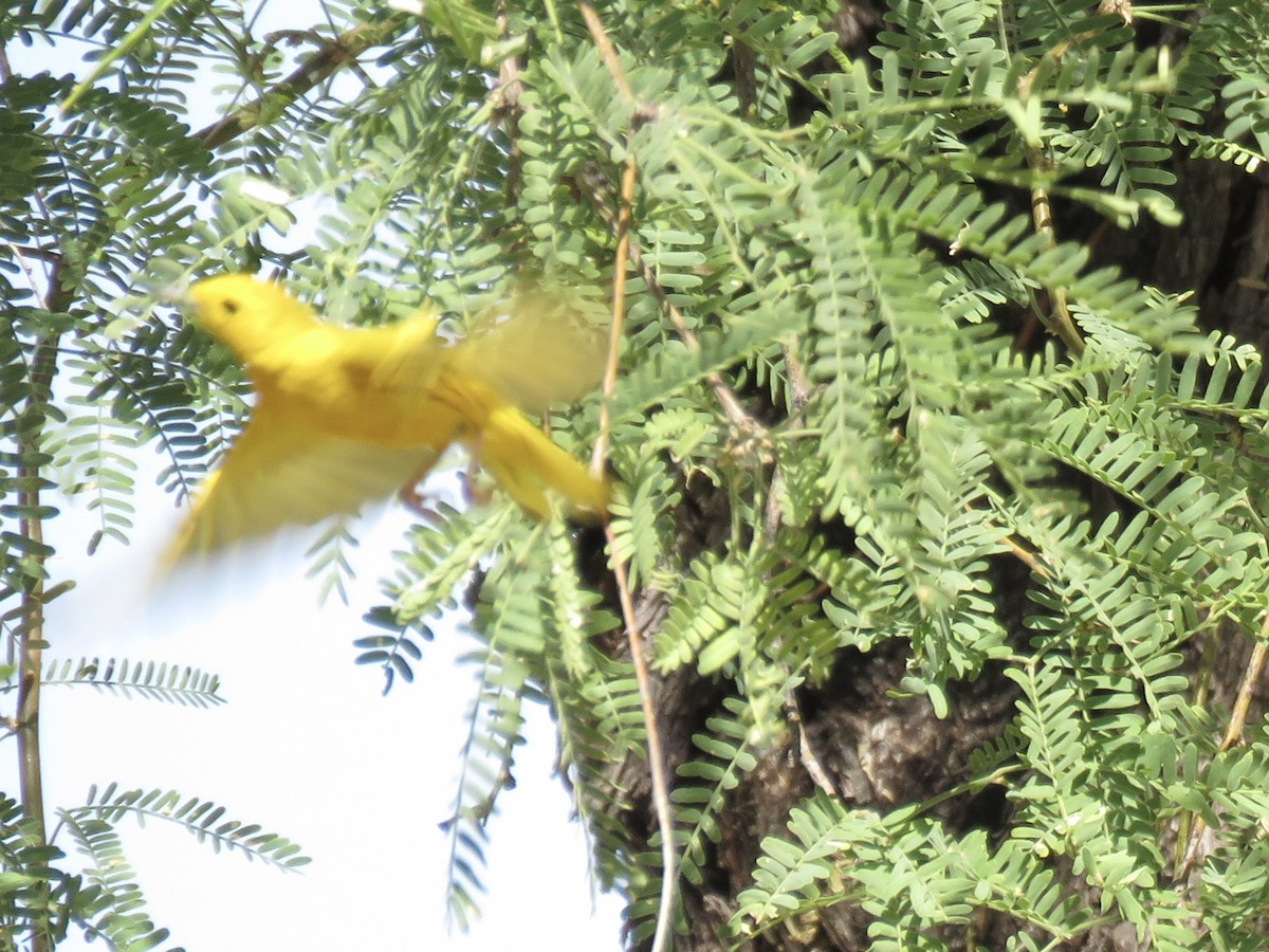 Yellow Warbler - ML620082694
