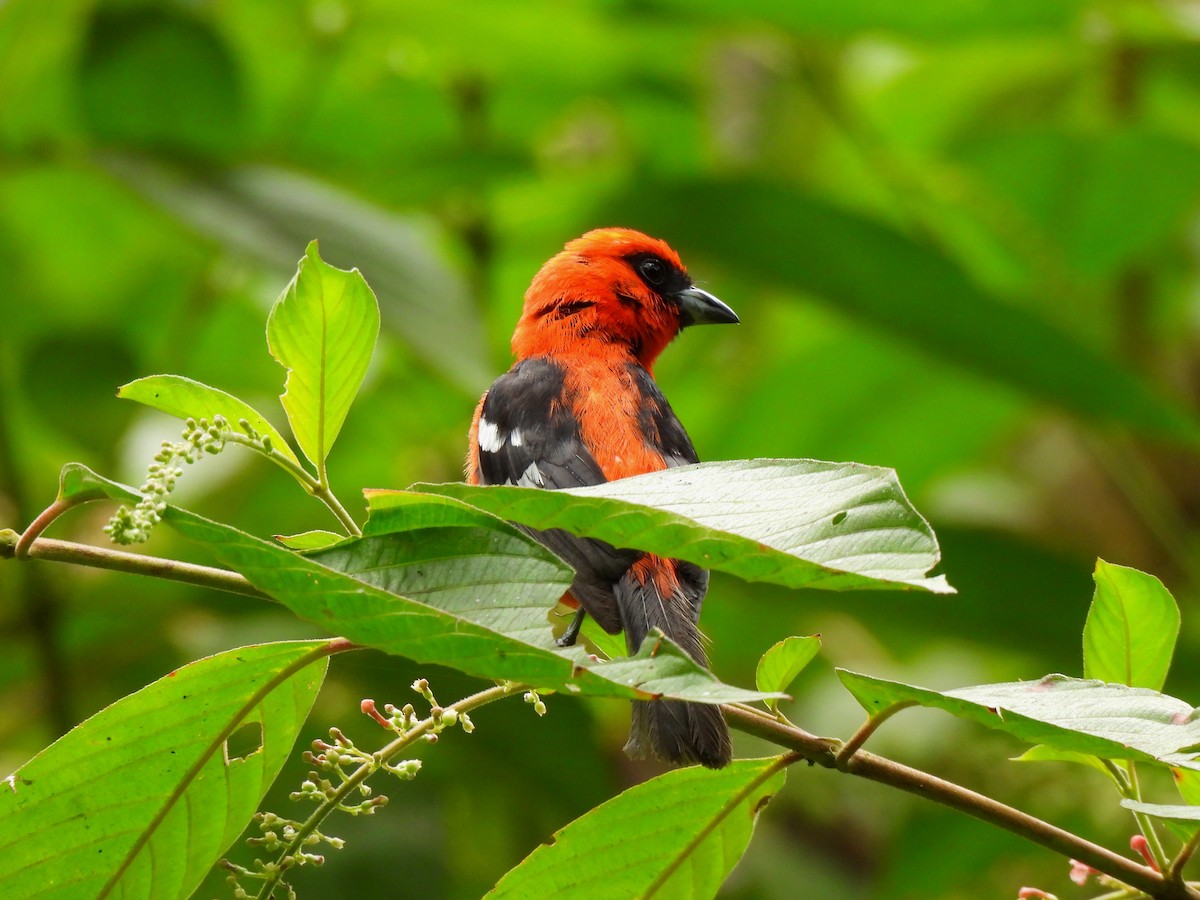 White-winged Tanager - ML620082714