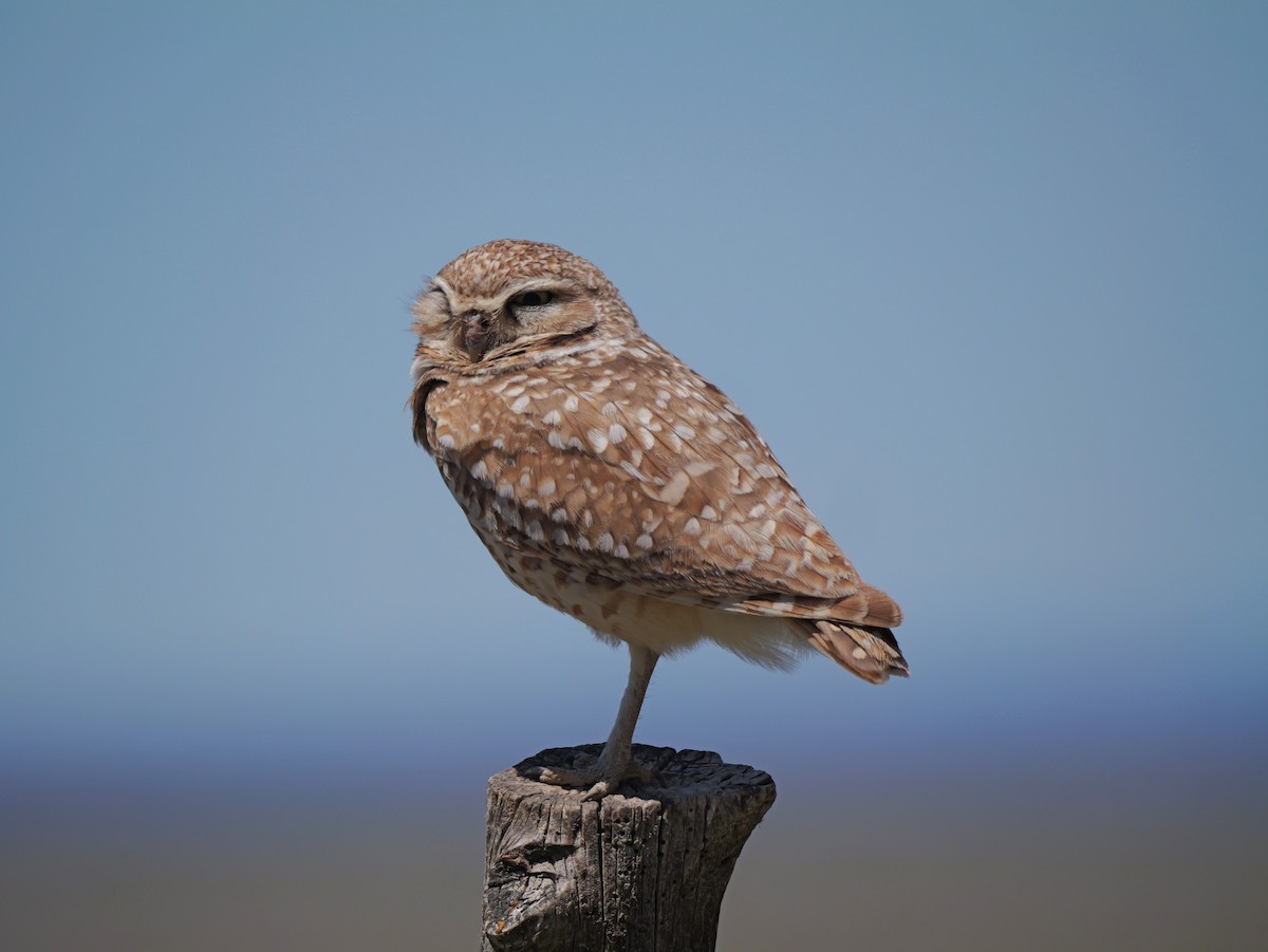 Burrowing Owl - ML620082731