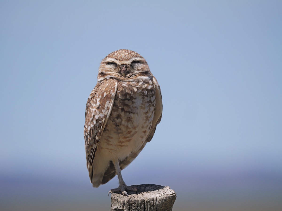 Burrowing Owl - ML620082733
