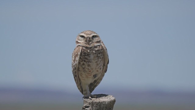 Burrowing Owl - ML620082736