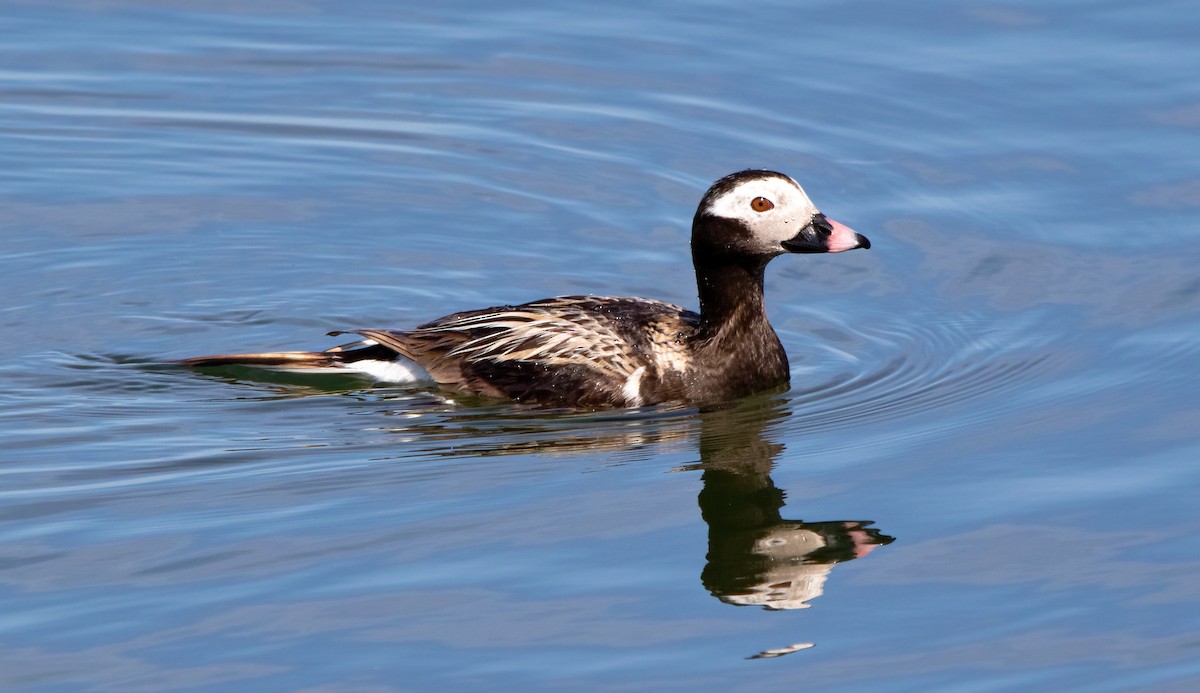 Long-tailed Duck - Marie-Josee D'Amour