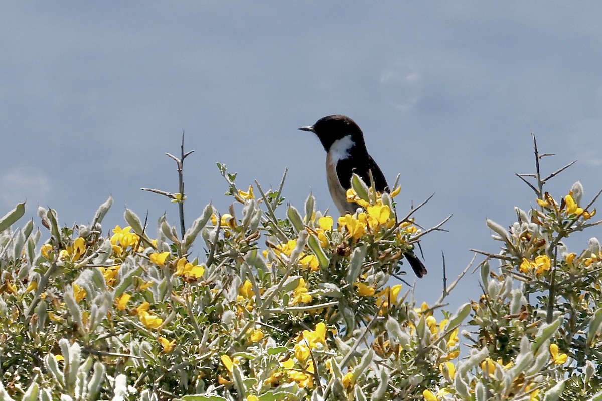 European Stonechat - ML620082768