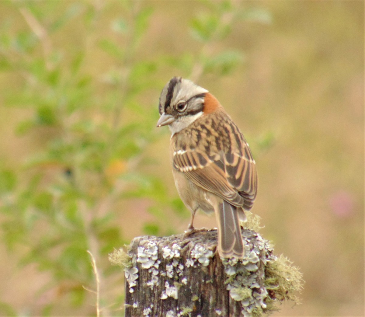 Rufous-collared Sparrow - ML620082772