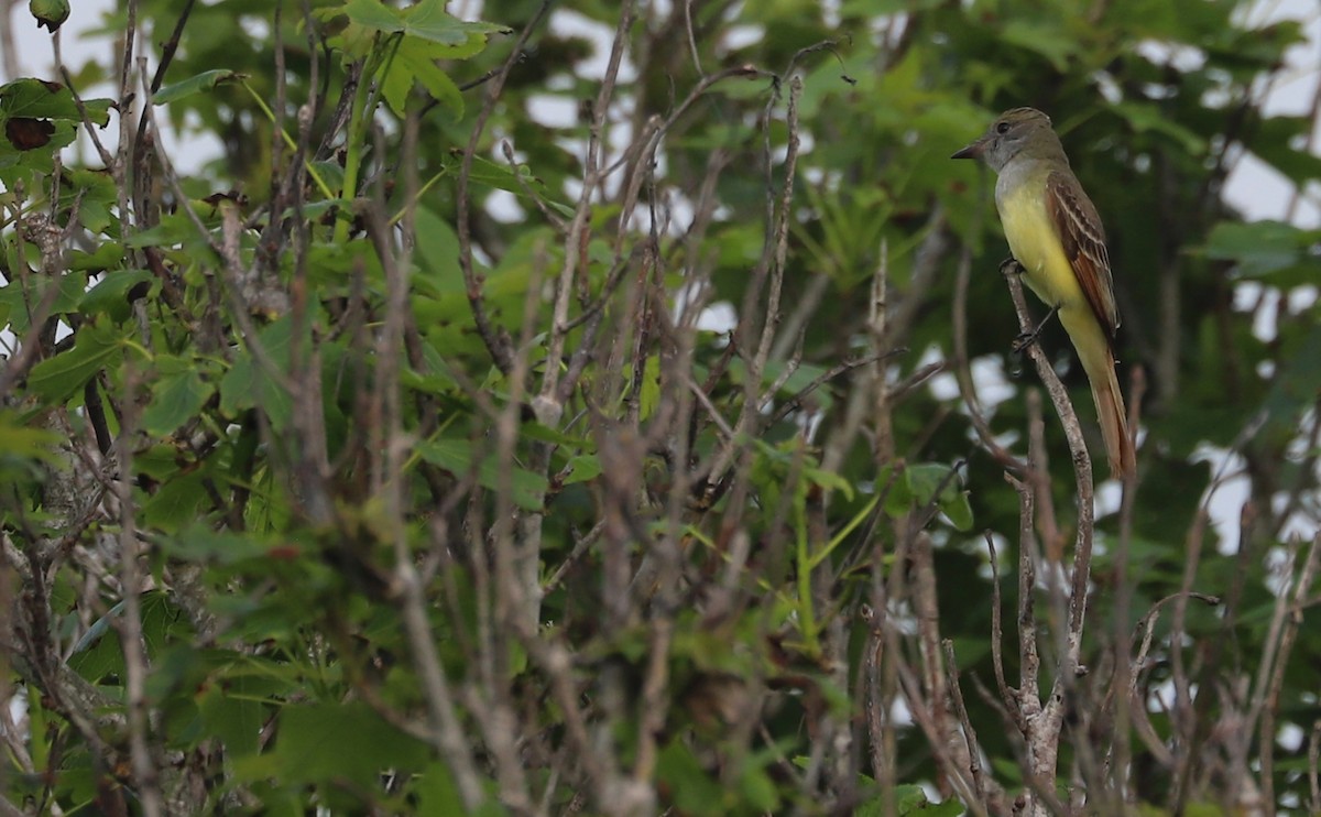 Great Crested Flycatcher - ML620082776