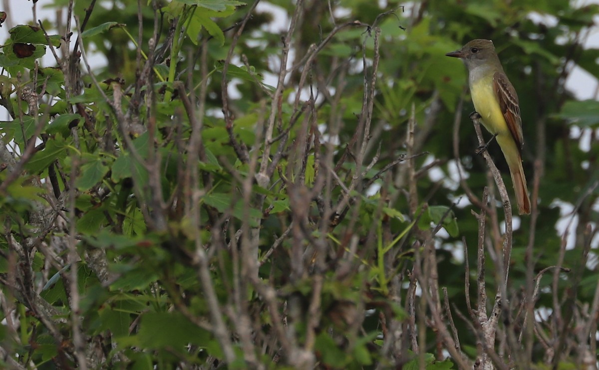 Great Crested Flycatcher - ML620082778